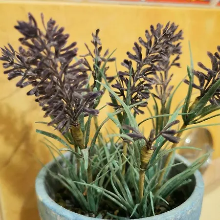 Apartamento Elegance Mary *