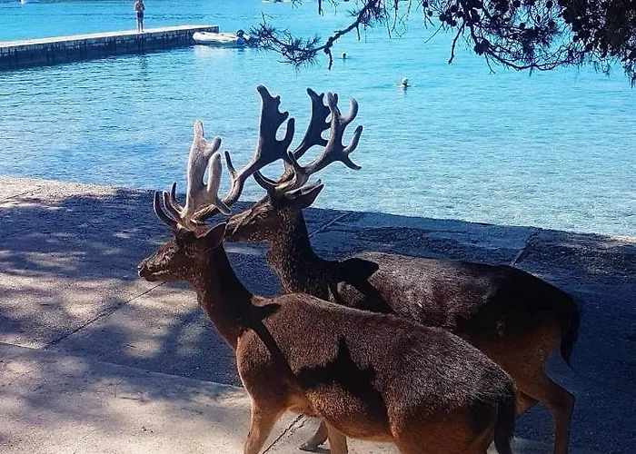 Elegance Mary 公寓 *