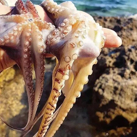 Elegance Mary アパート オレビック